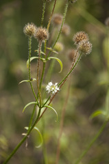 Dipsacus pilosus