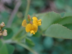 Medicago