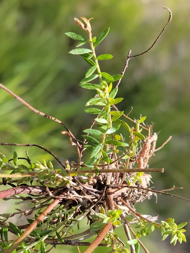Image of Lechea pulchella by (c) Jay Horn, some rights reserved (CC BY)