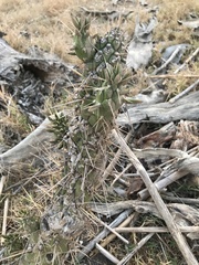Austrocylindropuntia