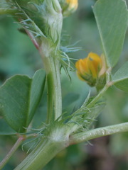 Medicago