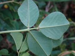 Medicago