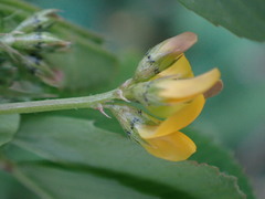 Medicago