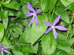 Vinca difformis