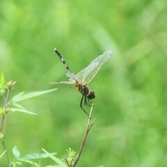 Trithemis pallidinervis