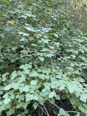 Physocarpus malvaceus