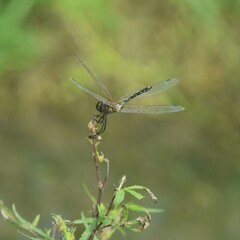 Trithemis pallidinervis