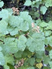 Physocarpus malvaceus