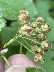 Physocarpus malvaceus
