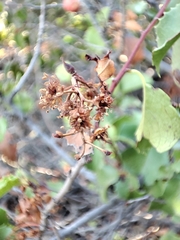 Prunus ilicifolia