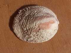 Spondylus gaederopus