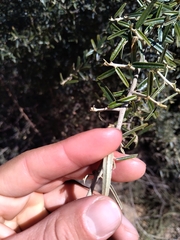 Atamisquea emarginata