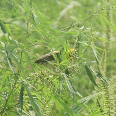 Ploceus philippinus