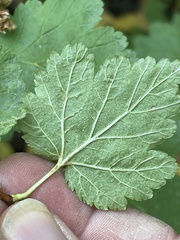 Physocarpus malvaceus