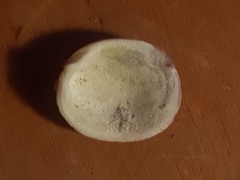 Spondylus gaederopus