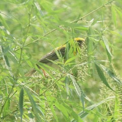 Ploceus philippinus