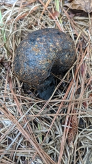 Pisolithus