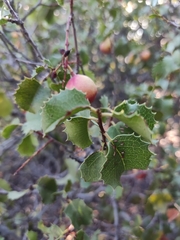 Prunus ilicifolia