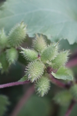 Xanthium orientale riparium