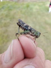 Encoptolophus costalis