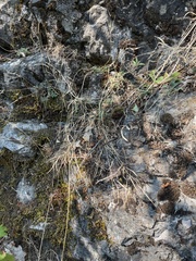 Boechera microphylla