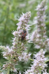 Spilostethus saxatilis