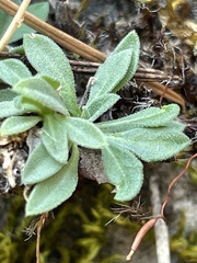 Boechera microphylla