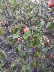 Prunus ilicifolia