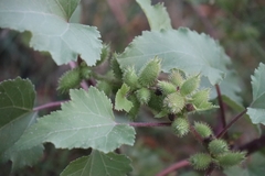 Xanthium orientale riparium