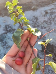 Prunus ilicifolia