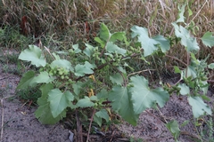 Xanthium orientale riparium
