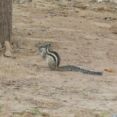 Funambulus pennantii