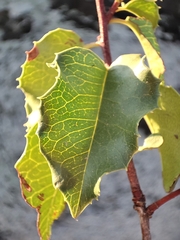 Prunus ilicifolia