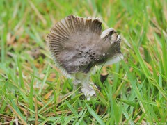 Amanita rhacopus