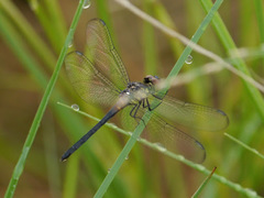 Chalcostephia flavifrons