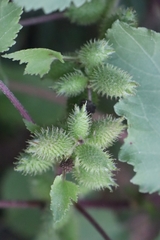 Xanthium orientale riparium