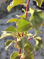 Prunus ilicifolia