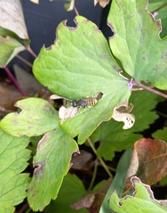 Ectemnius cephalotes