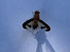 Toxonevra superba