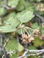 Physocarpus alternans