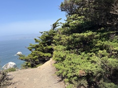 Cupressus macrocarpa