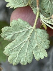 Physocarpus alternans