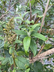 Buddleja davidii