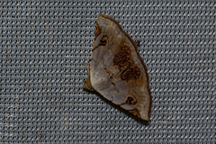 Eublemma brigitta