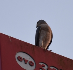 Accipiter badius