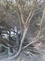 Cupressus macrocarpa