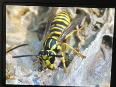 Vespula squamosa
