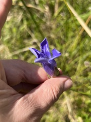 Gentianopsis virgata