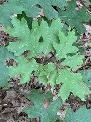 Polystepha globosa