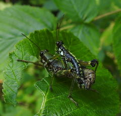 Booneacris glacialis